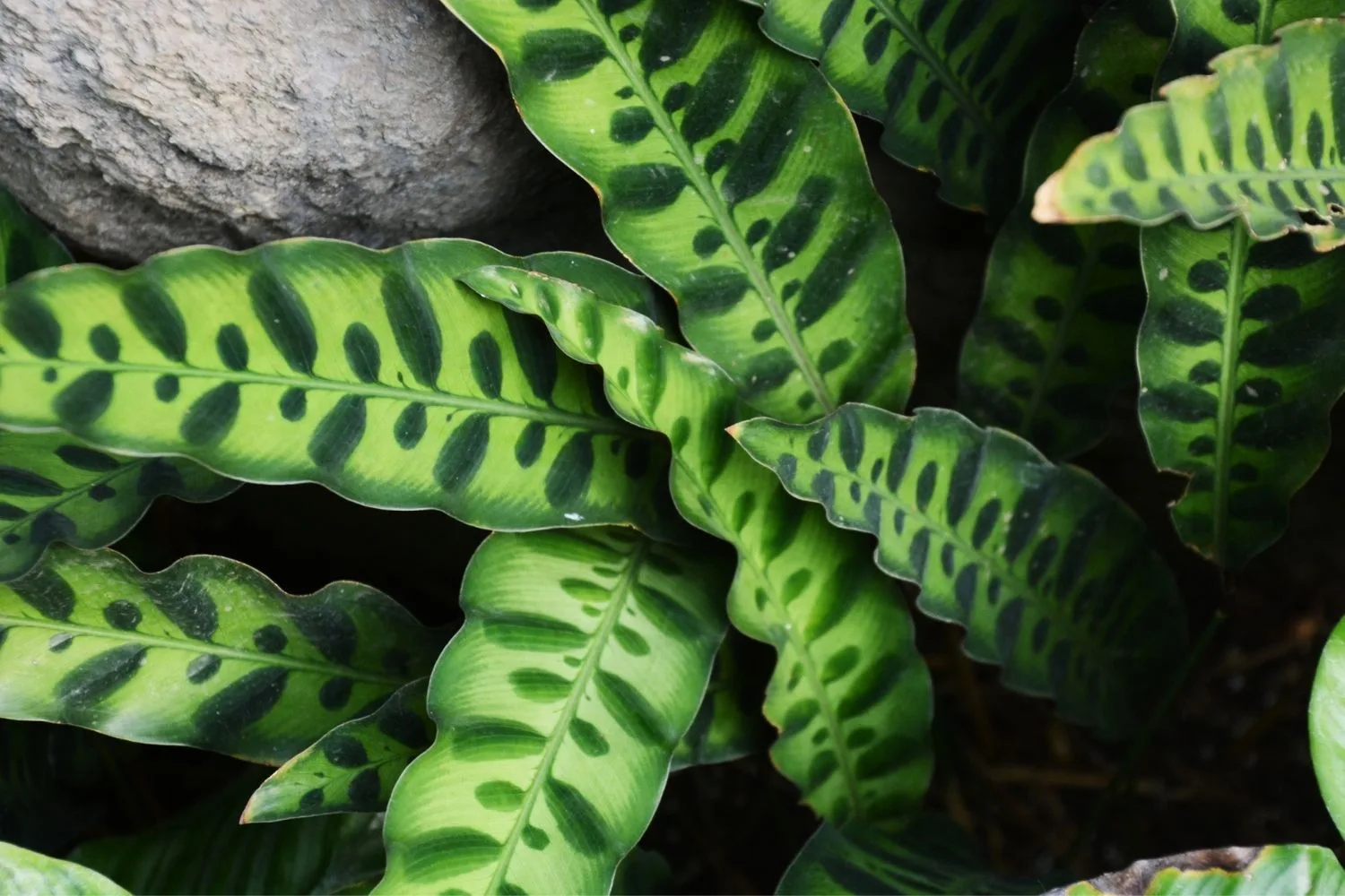 Calathea insignis
