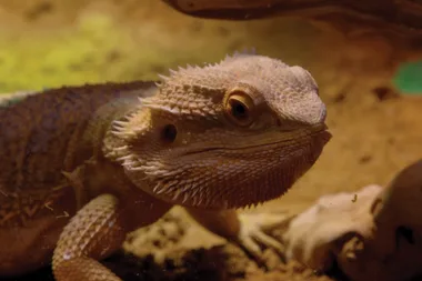 All about pet bearded dragons