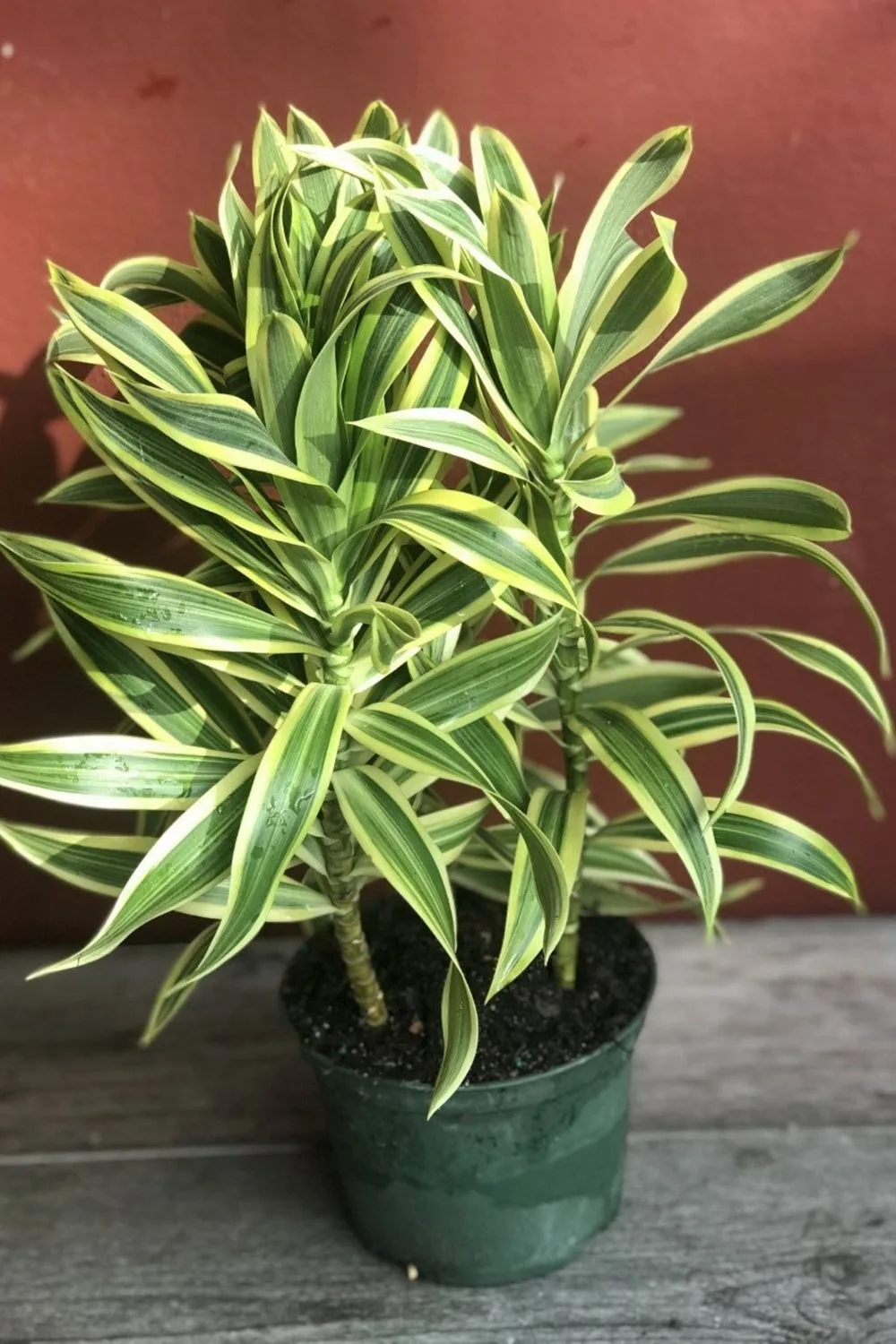 plant
