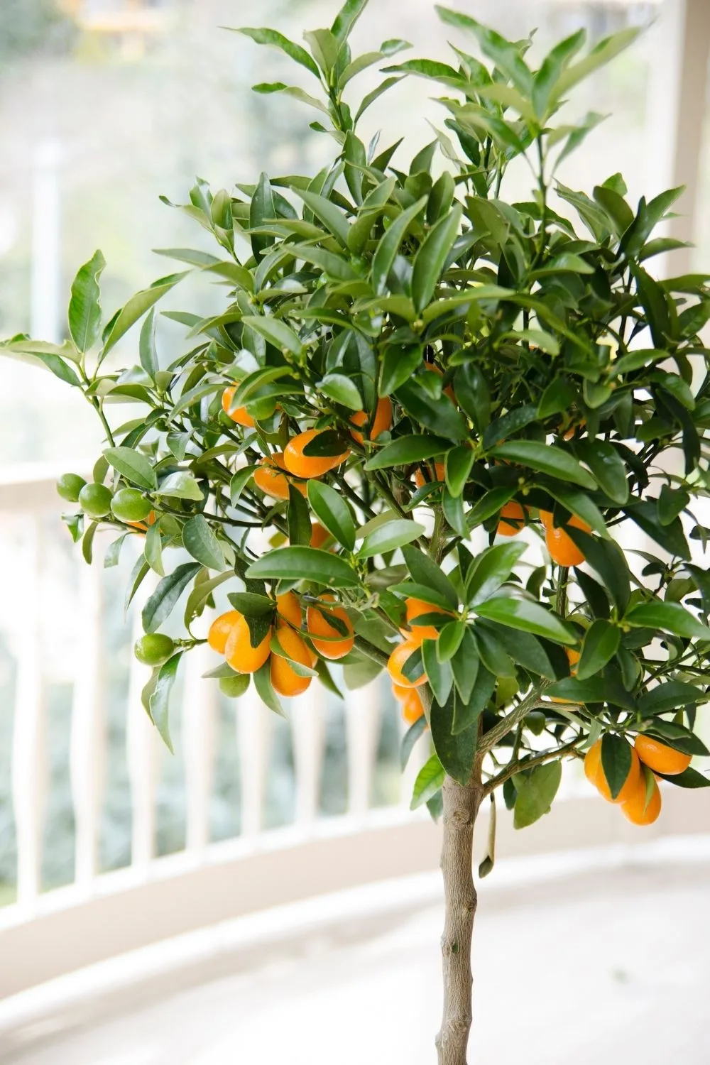 citrus tree