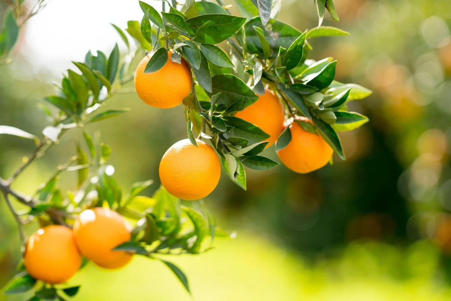oranges on tree