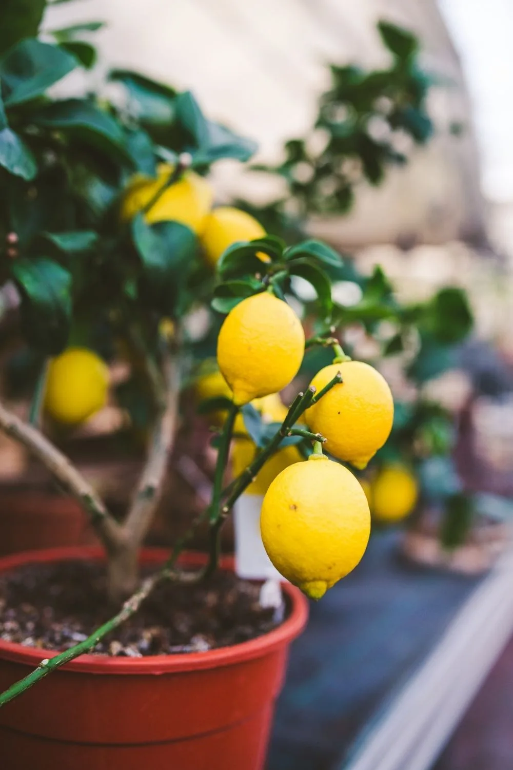 lemon trees