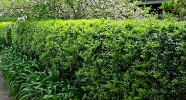 Bring your murraya hedge from the brink