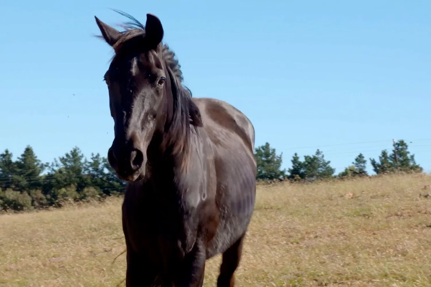 Dr Harry visits Heavy Horse Heaven