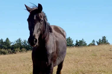 Dr Harry visits Heavy Horse Heaven