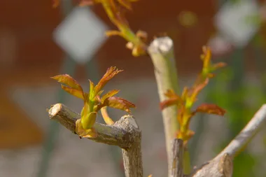 How to transplant a rose