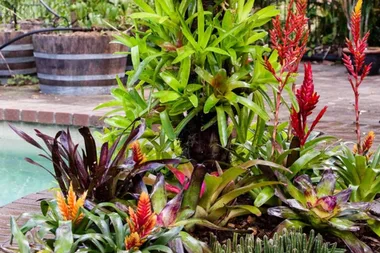Turn your living bromeliad tree into beautiful artwork