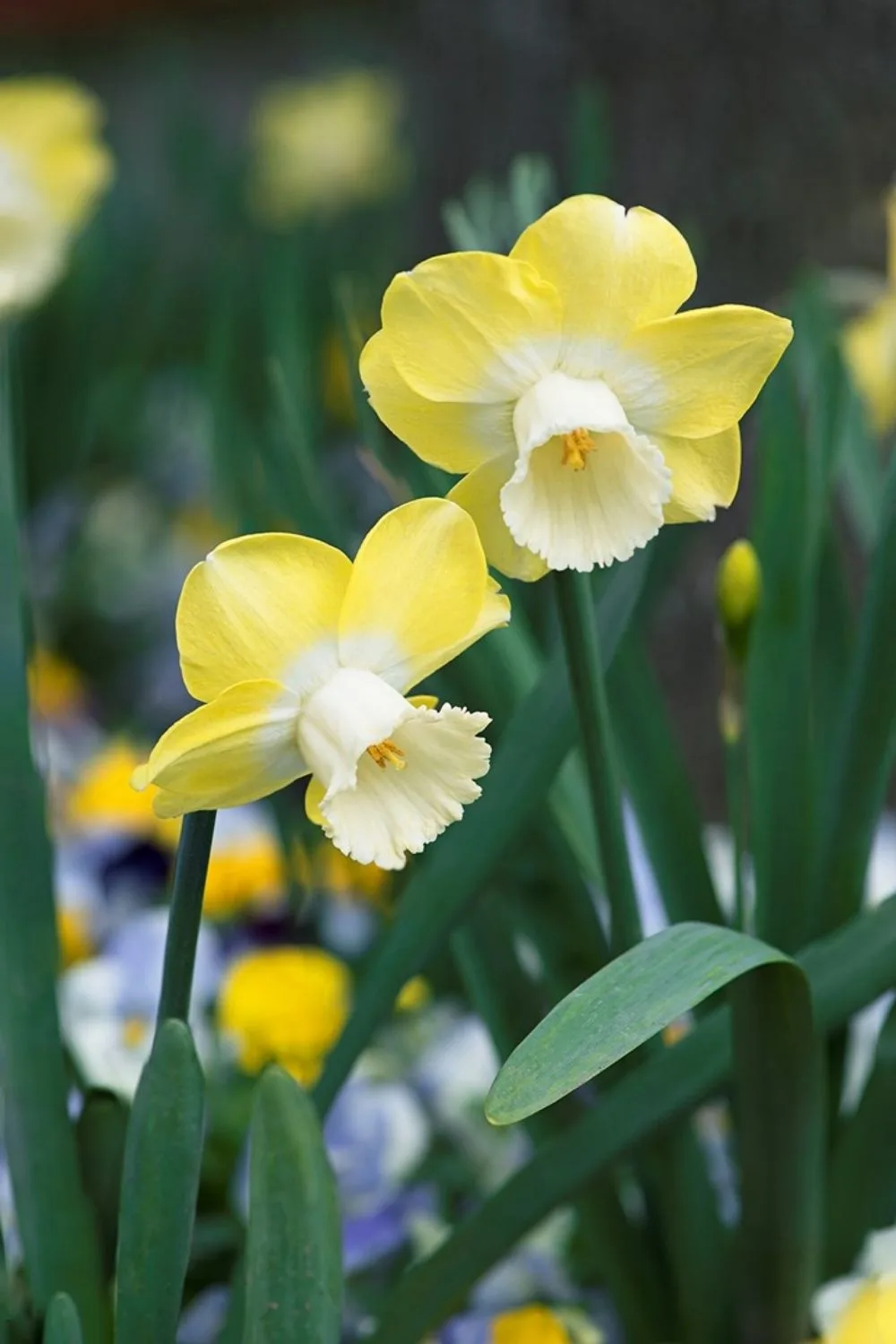 daffodils