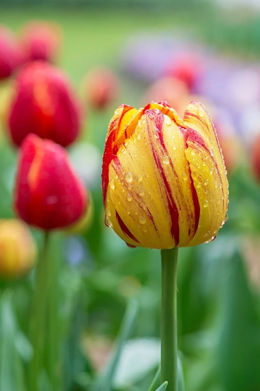 tulips