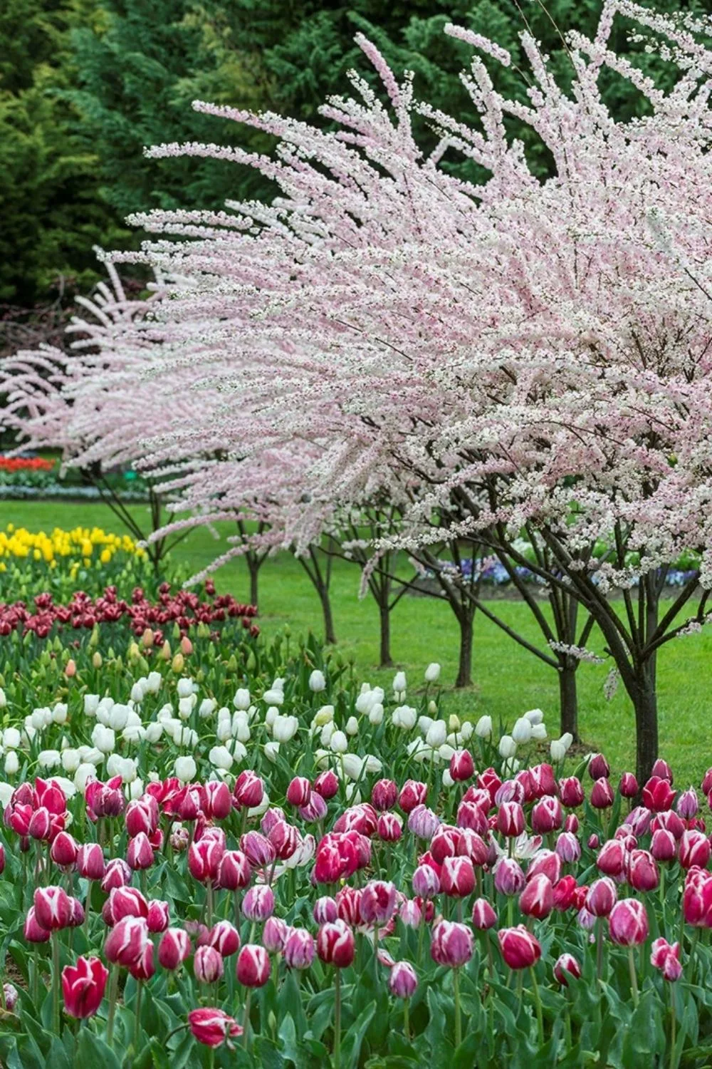 Best Spring Bloom Plan now for spring blooms and buy bulbs