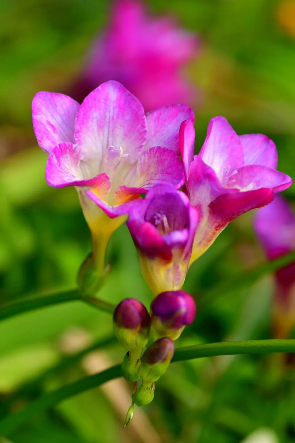 freesia