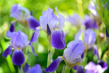 Top 5 low-maintenance bulbs for your garden