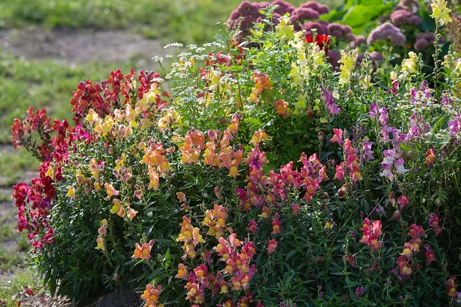 Linaria