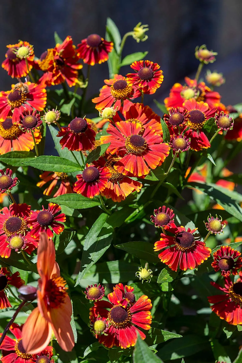 Orange helenium