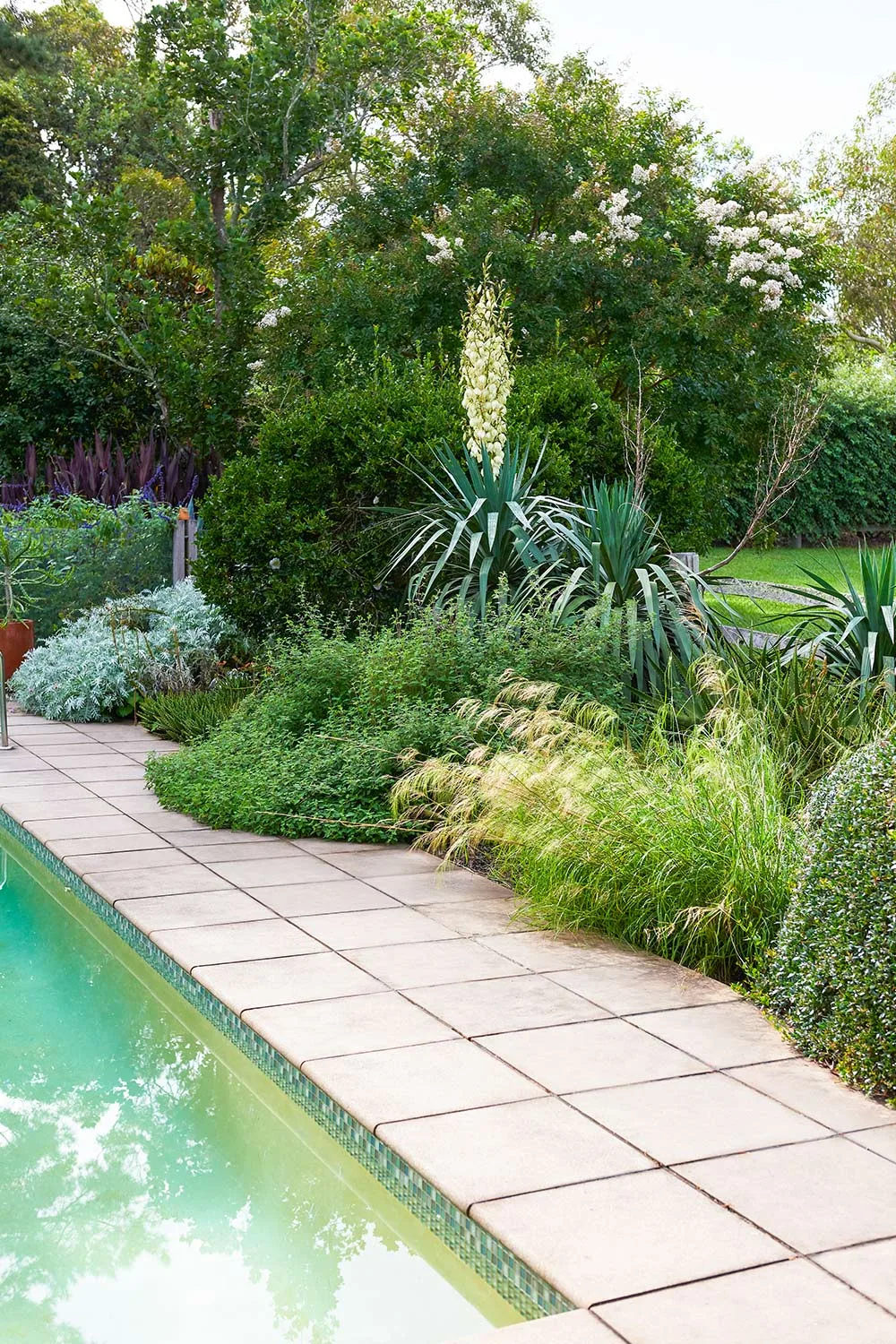 Ornamental grass next to a pool