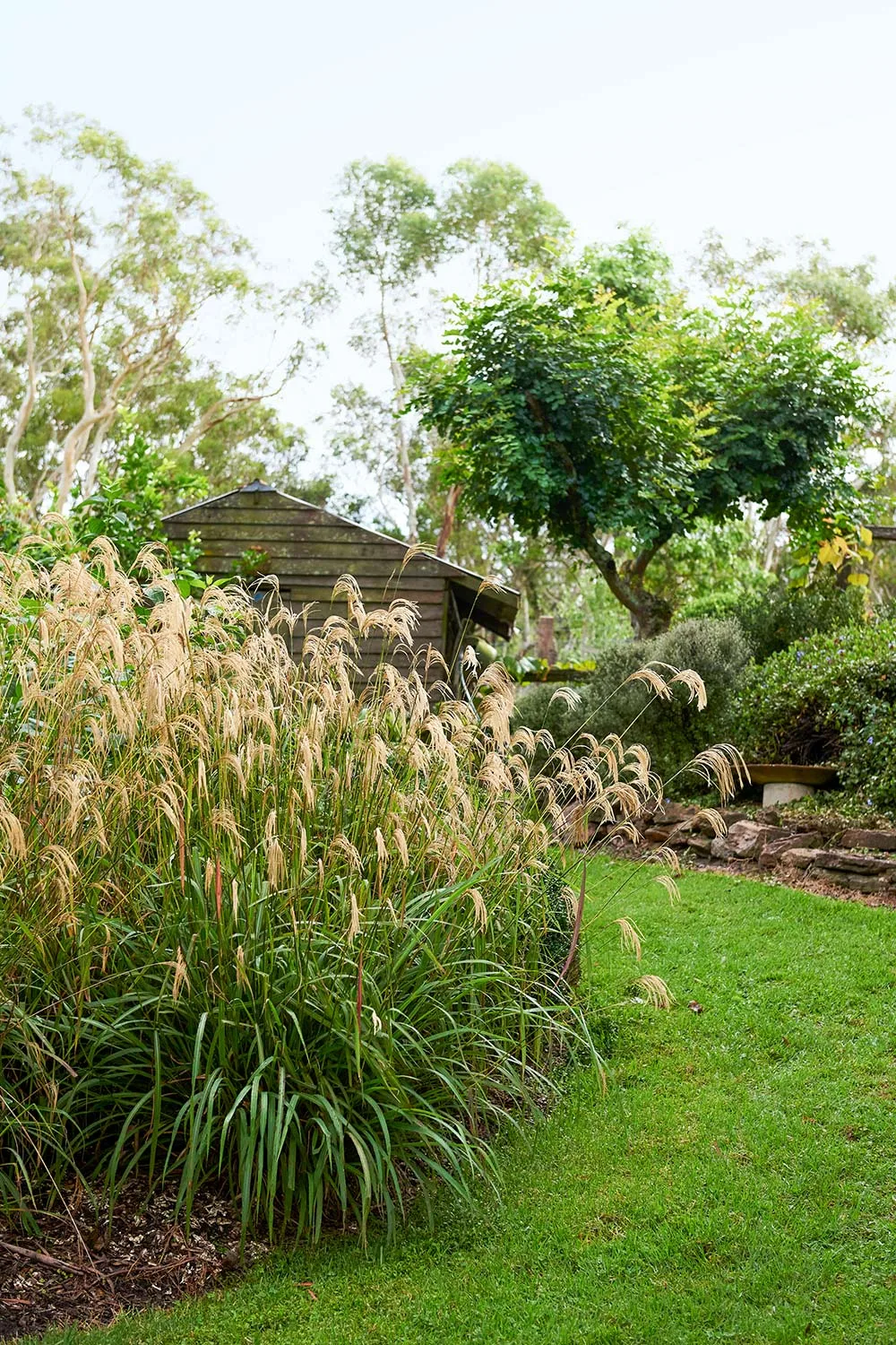 Ornamental grass