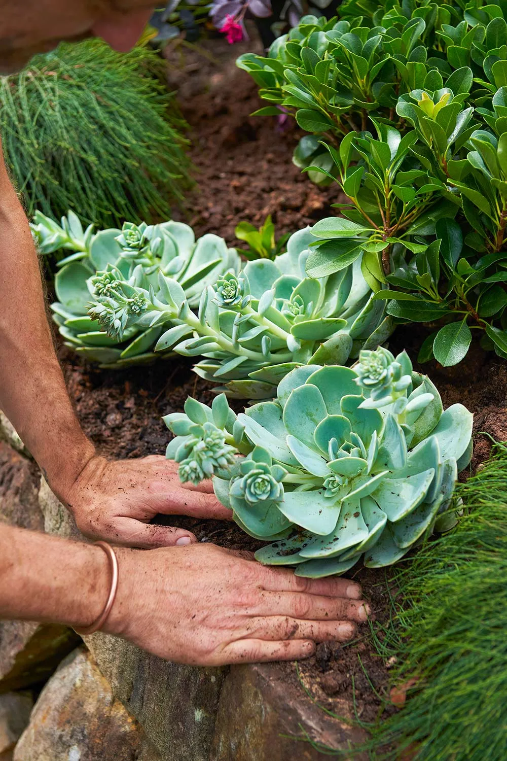Echeveria