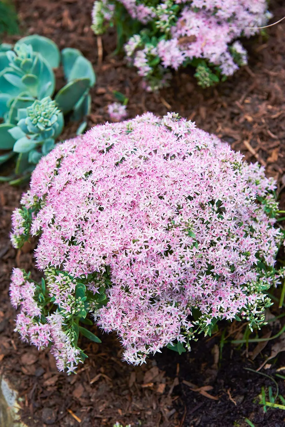 Pink sedum