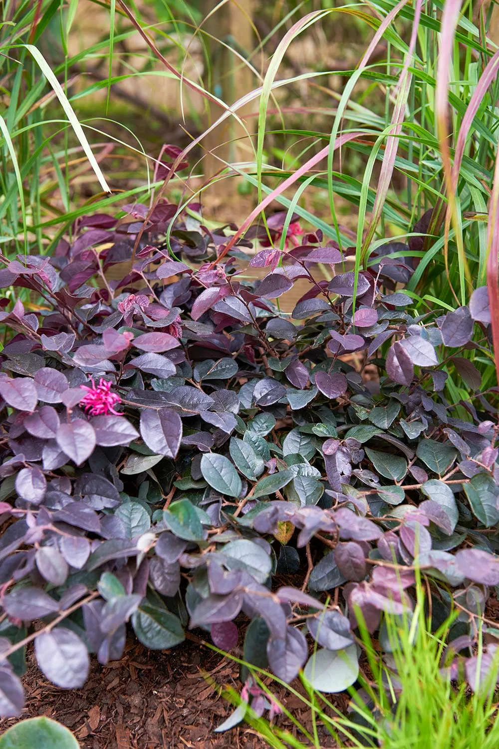 Chinese fringe flower