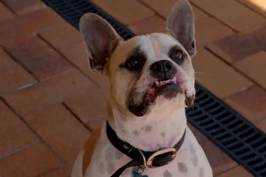 How to help a grieving dog