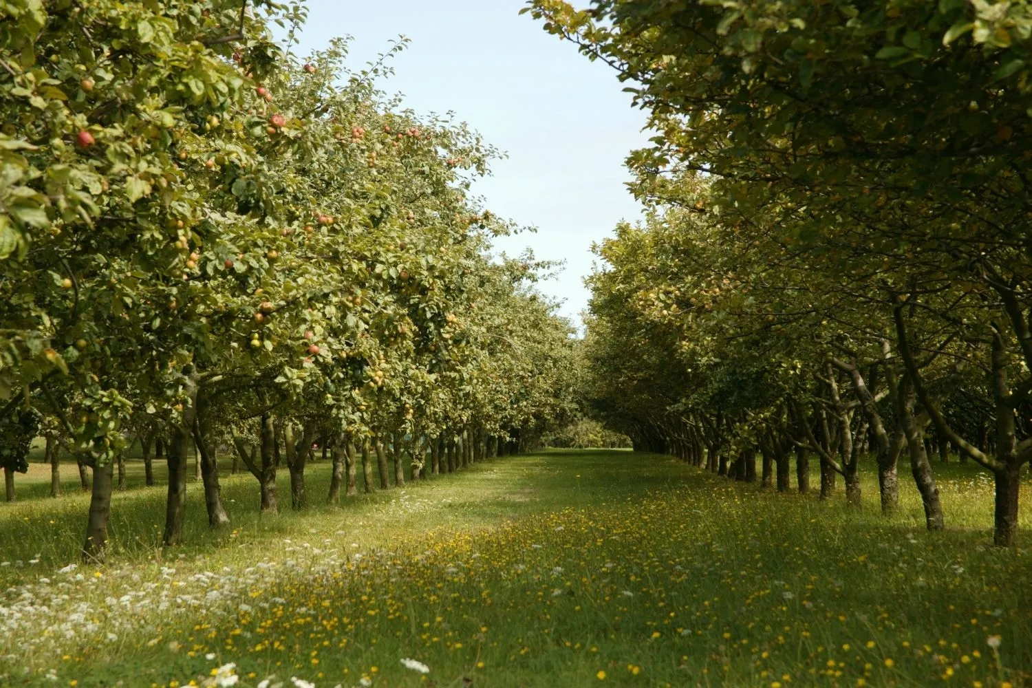 pear trees
