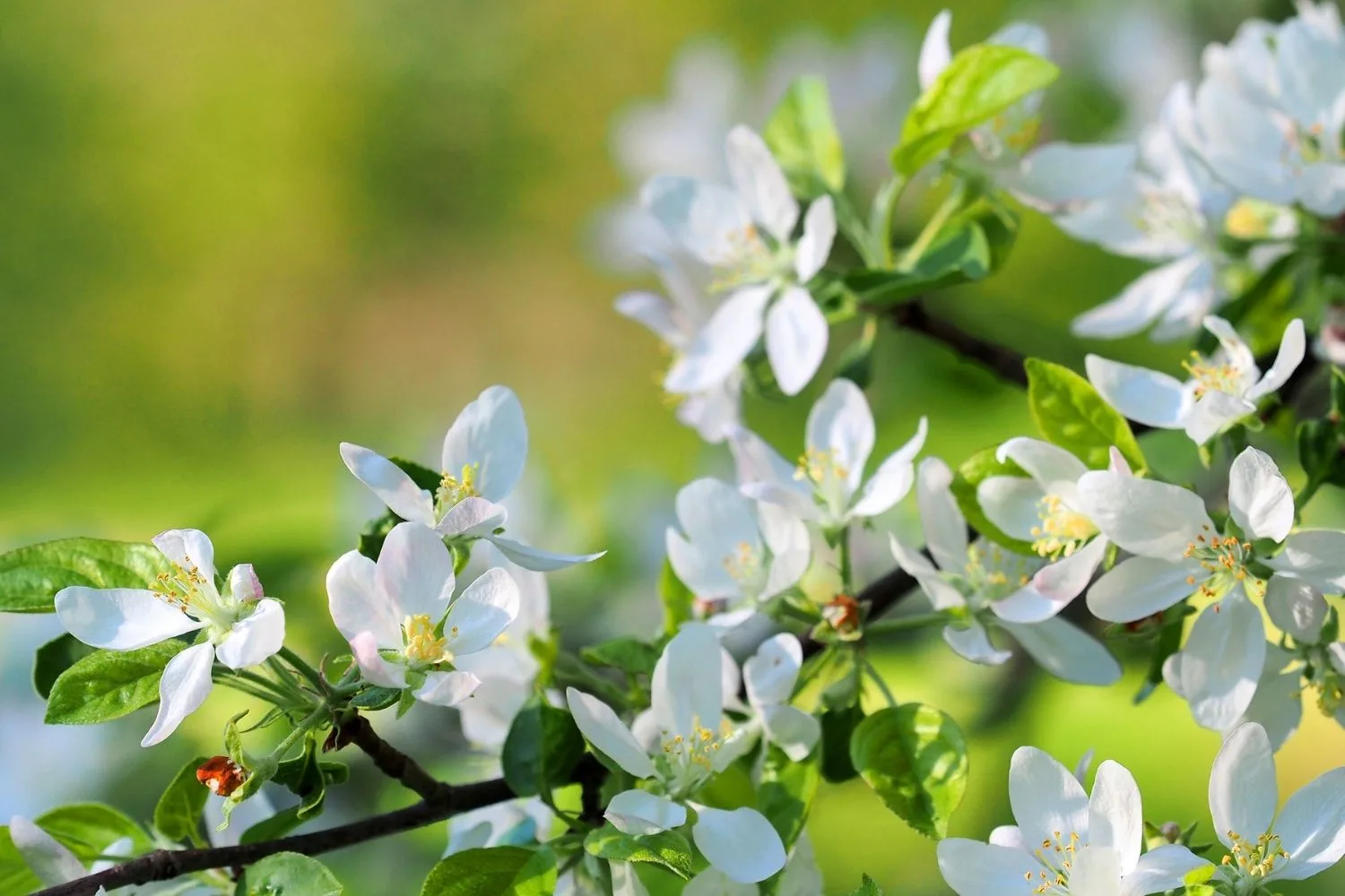 flowers