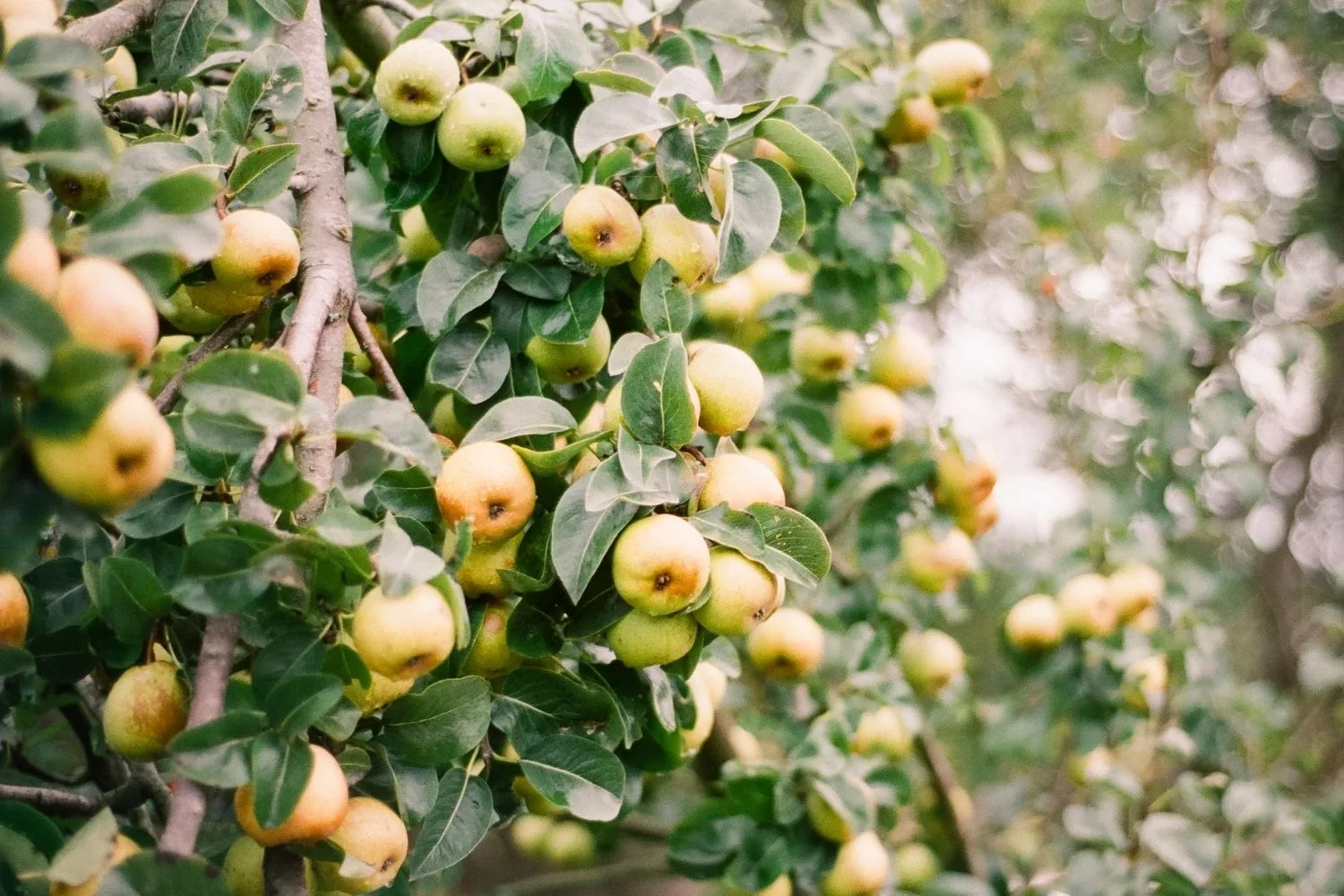 pears