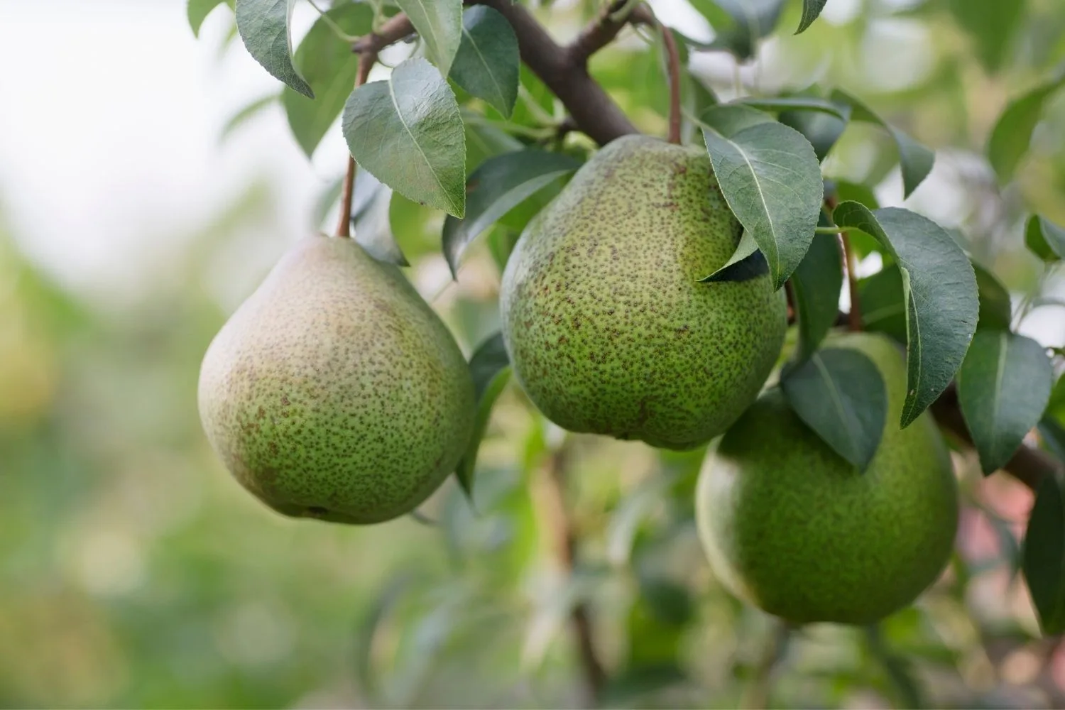 pears on tree