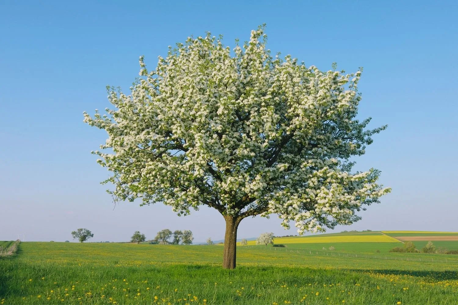 pear tree