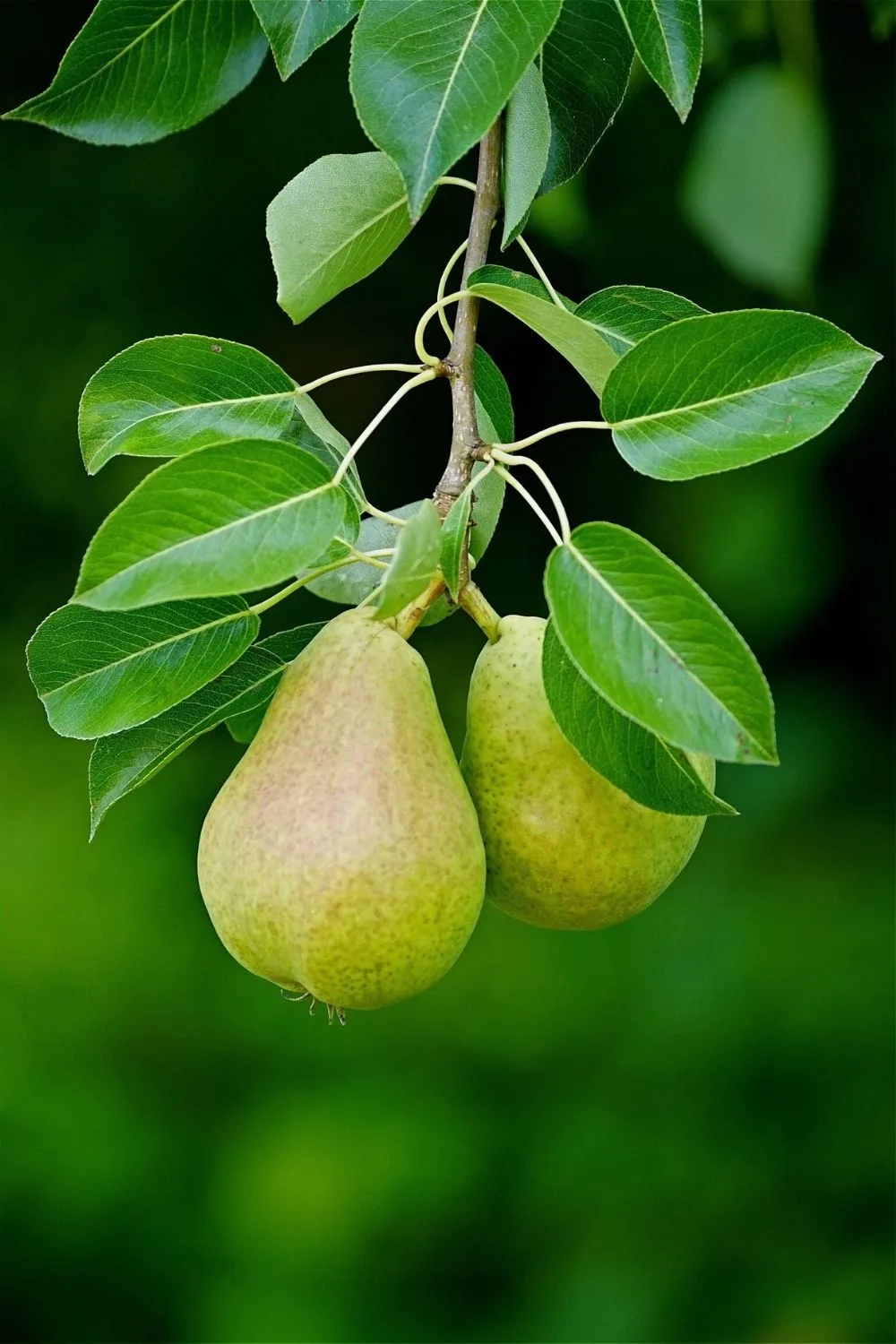 pears