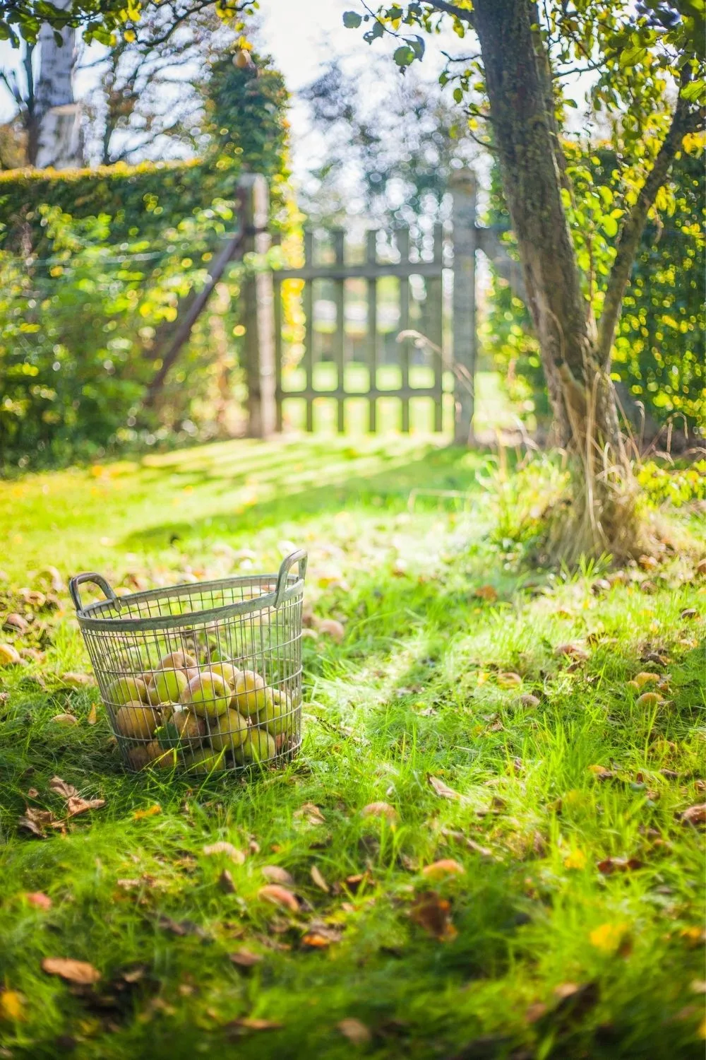 pears in basket