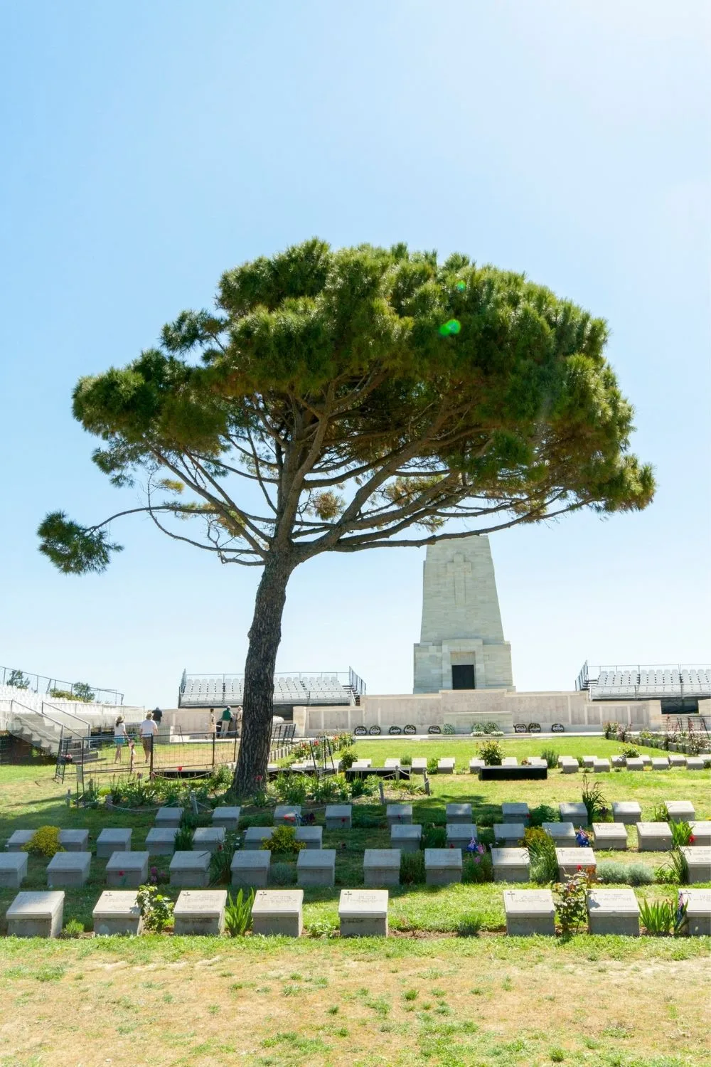 lone pine at cemetry