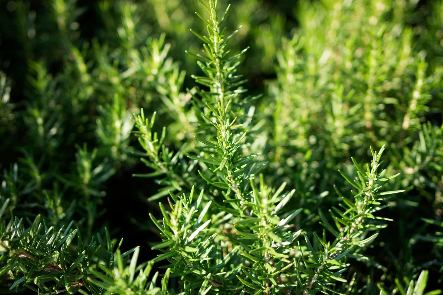 rosemary