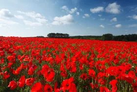6 Anzac day flowers and their meaning