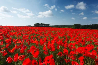 6 Anzac day flowers and their meaning