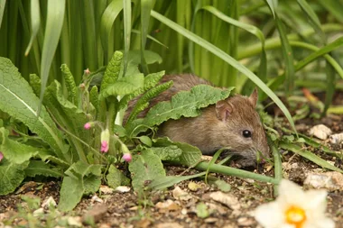 How to get rid of rats in your garden without poison or traps