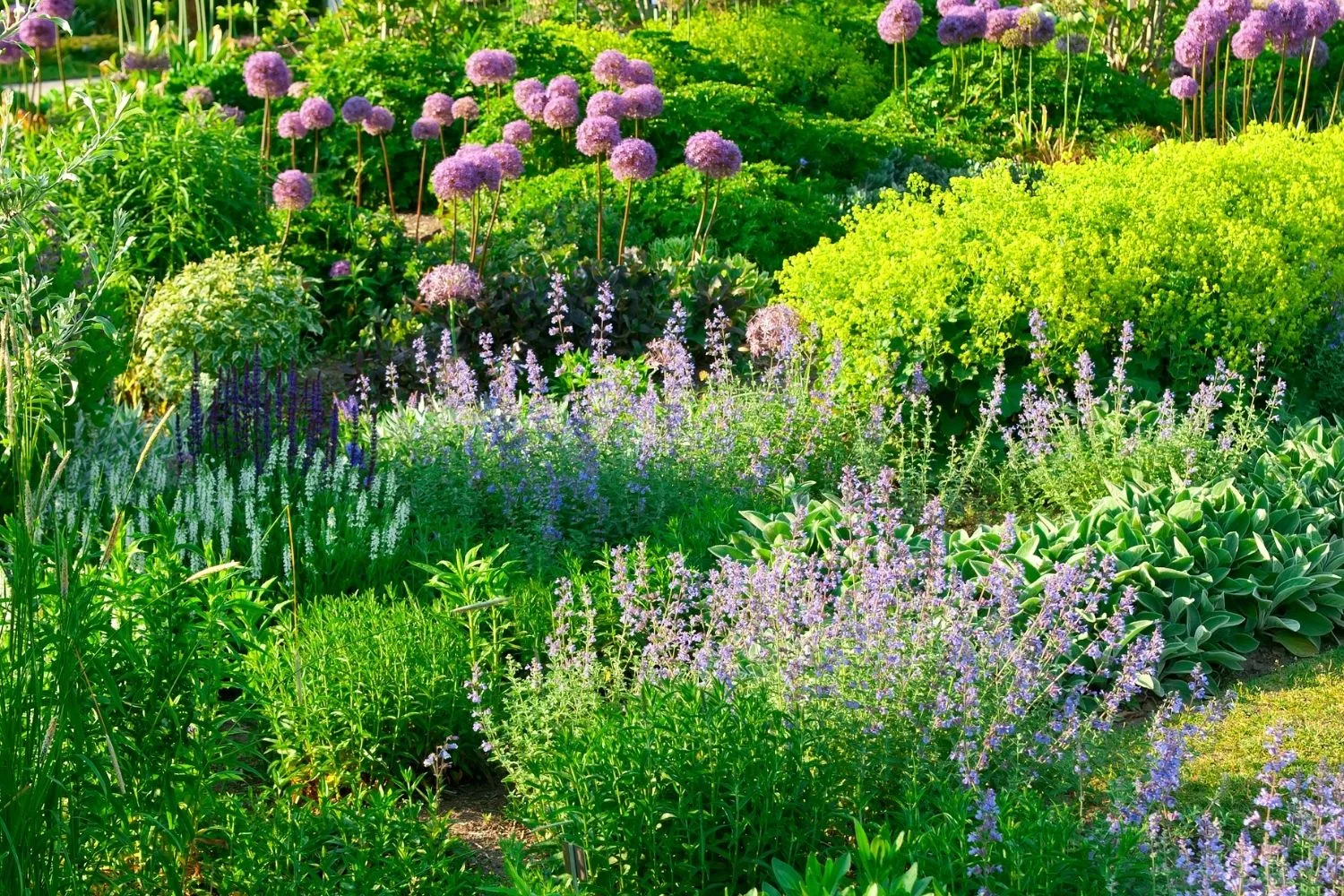 Catnip in a cottage garden.