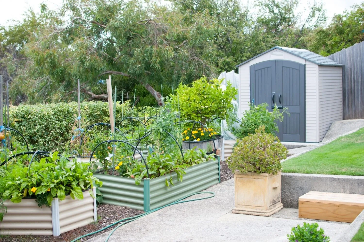 A tidy garden with raised garden beds.