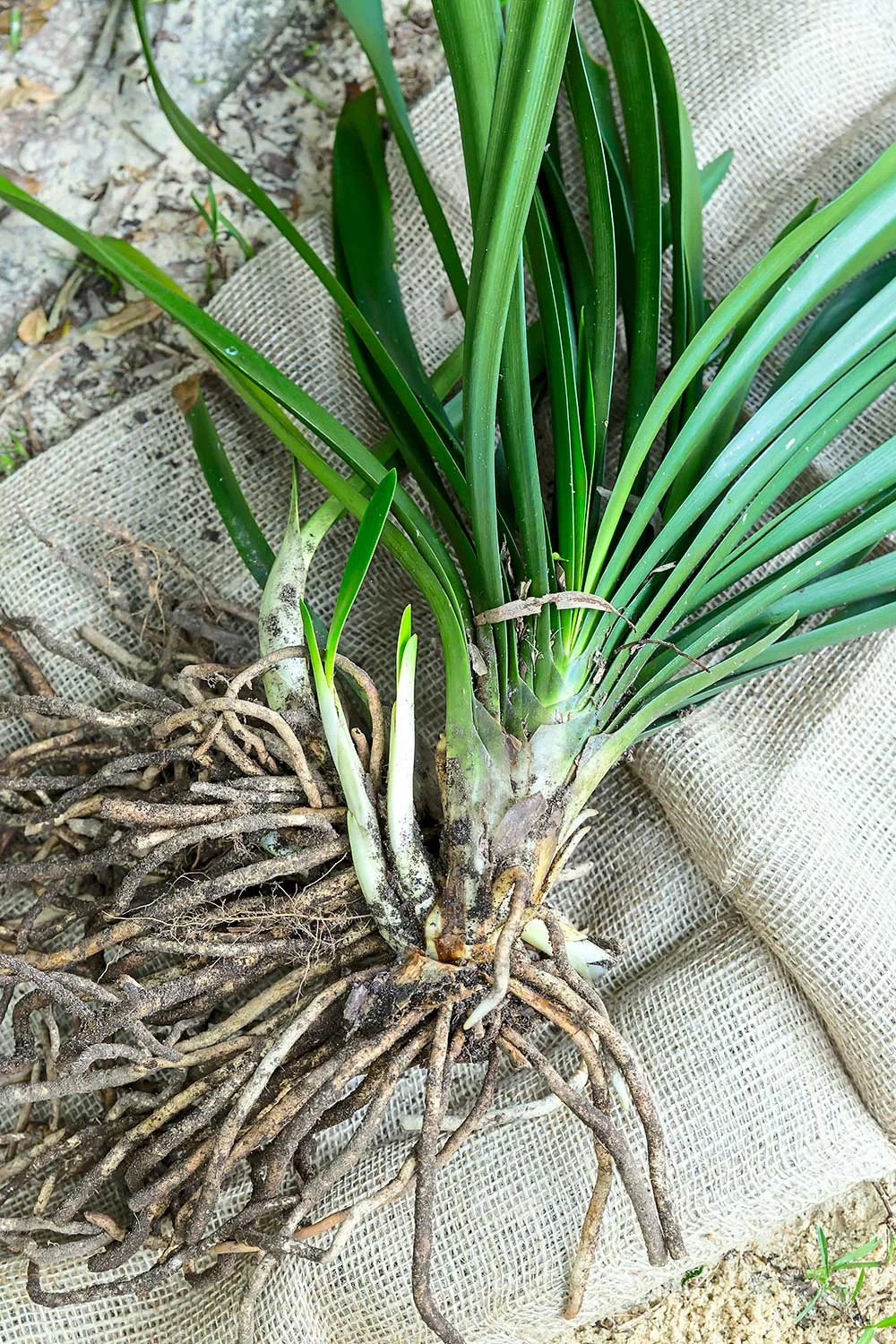 transplanting plant