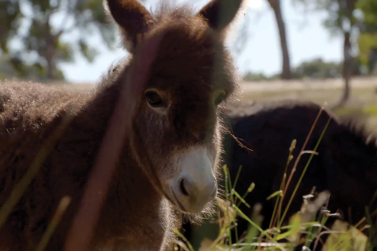 All you need to know about miniature donkeys
