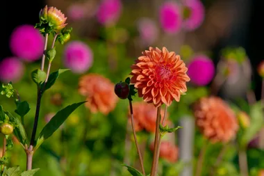 Behind the scenes at a flower farm