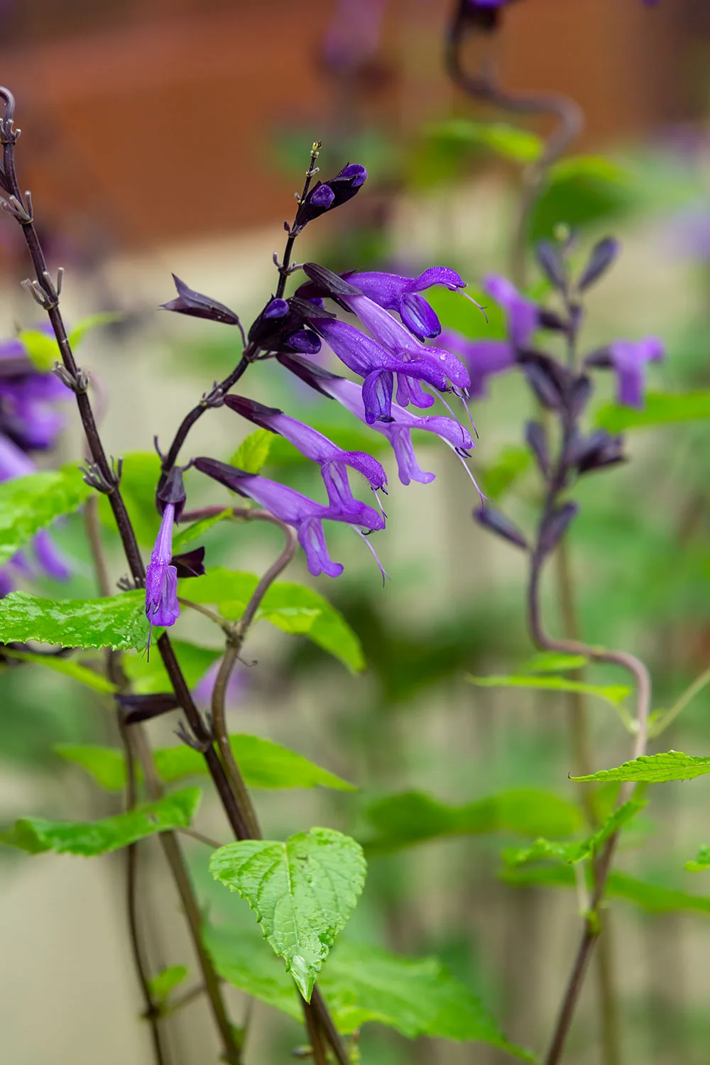 Salvia