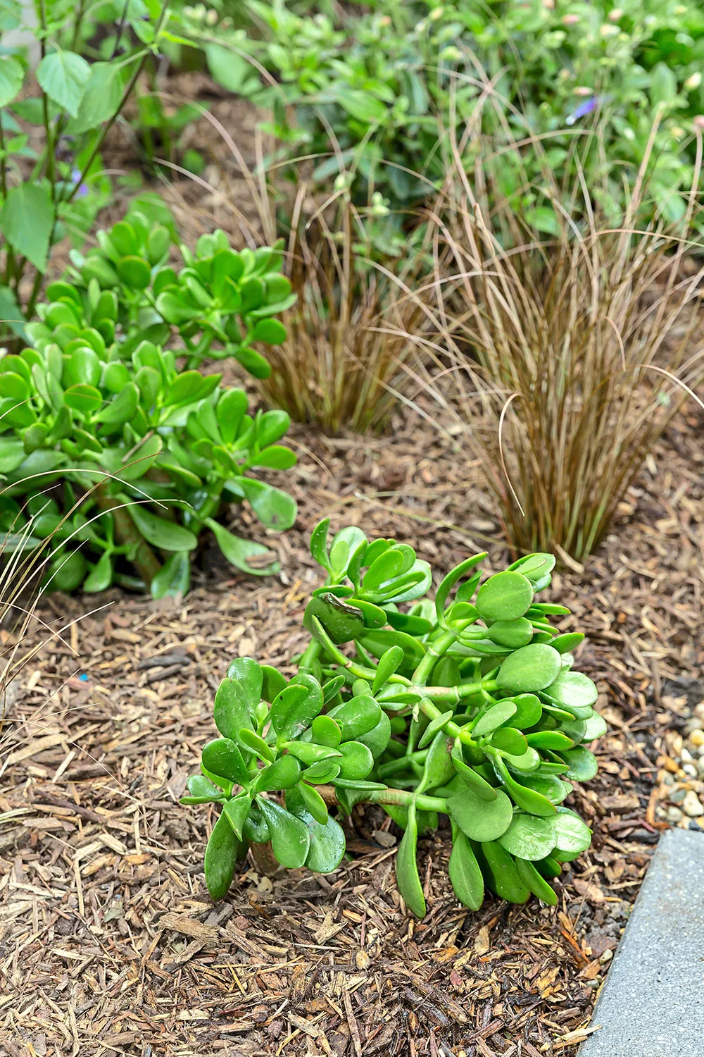 Jade plant