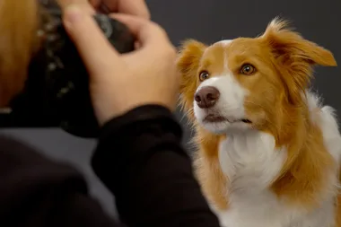 How to take amazing photos of your dog