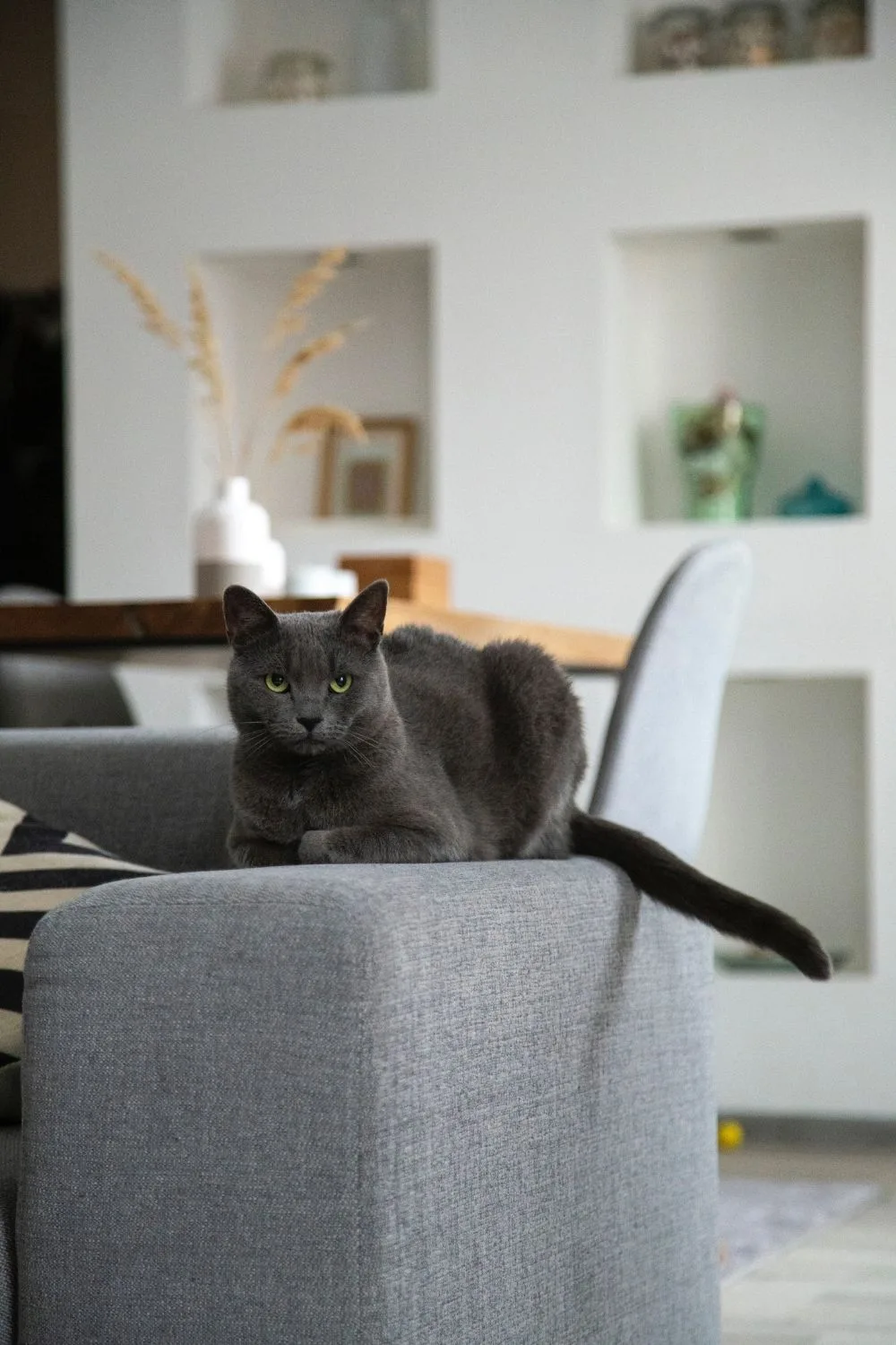Grey cat sitting on the armrest of a couch