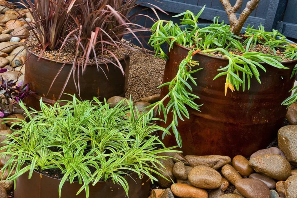 Steel drums turned into rustic planters