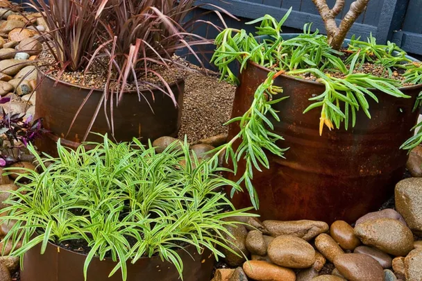 Steel drums turned into rustic planters