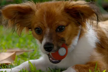 Dr Harry helps a pup with a rock obsession