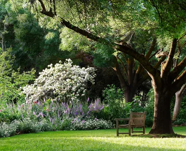 How to replant a mature tree