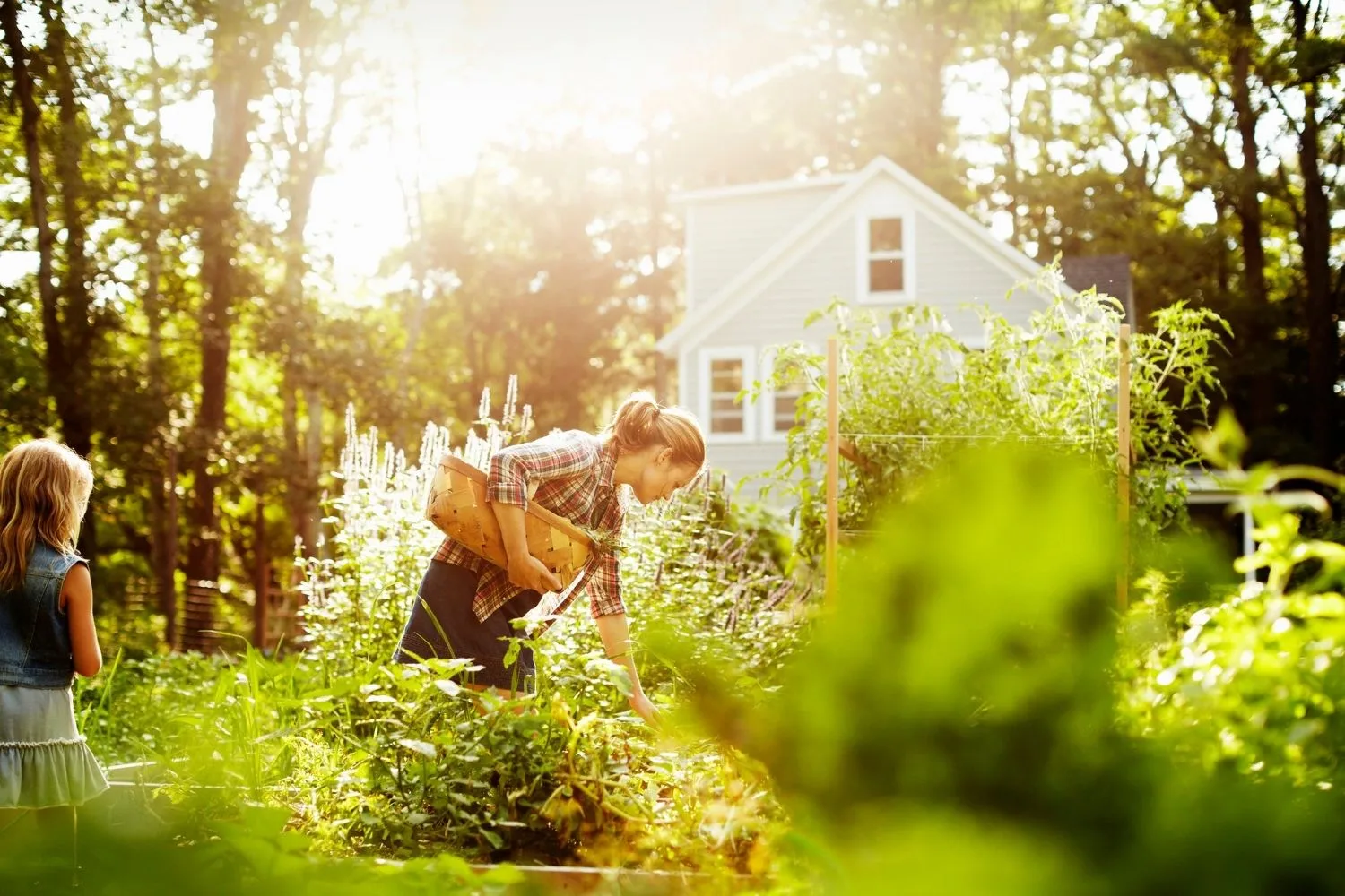 Why your veggie garden could be toxic